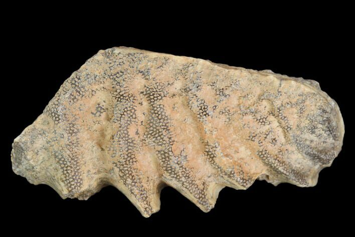 Cretaceous Lungfish (Ceratodus) Tooth Plate - Morocco #115284